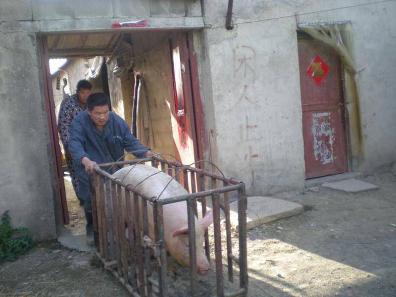 选购优质土猪养殖手册
