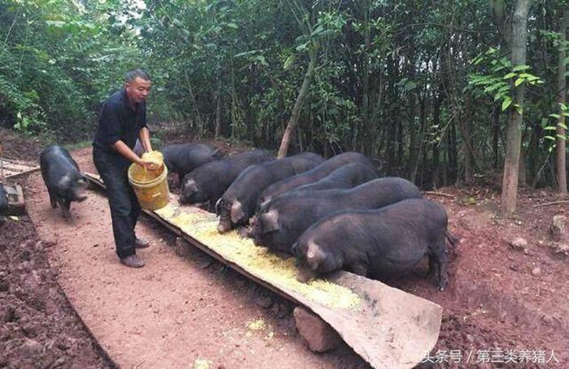 土猪养殖：传统与创新的融合之道