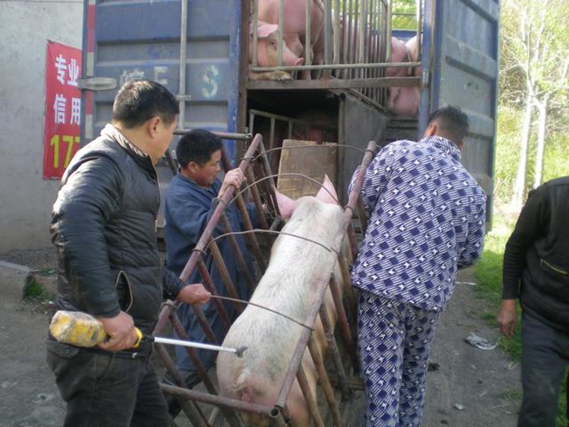 土猪养殖新趋势:传统与现代交织之路