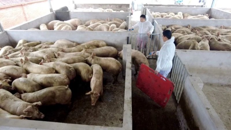 种猪繁育产业：开启未来养猪业新篇章