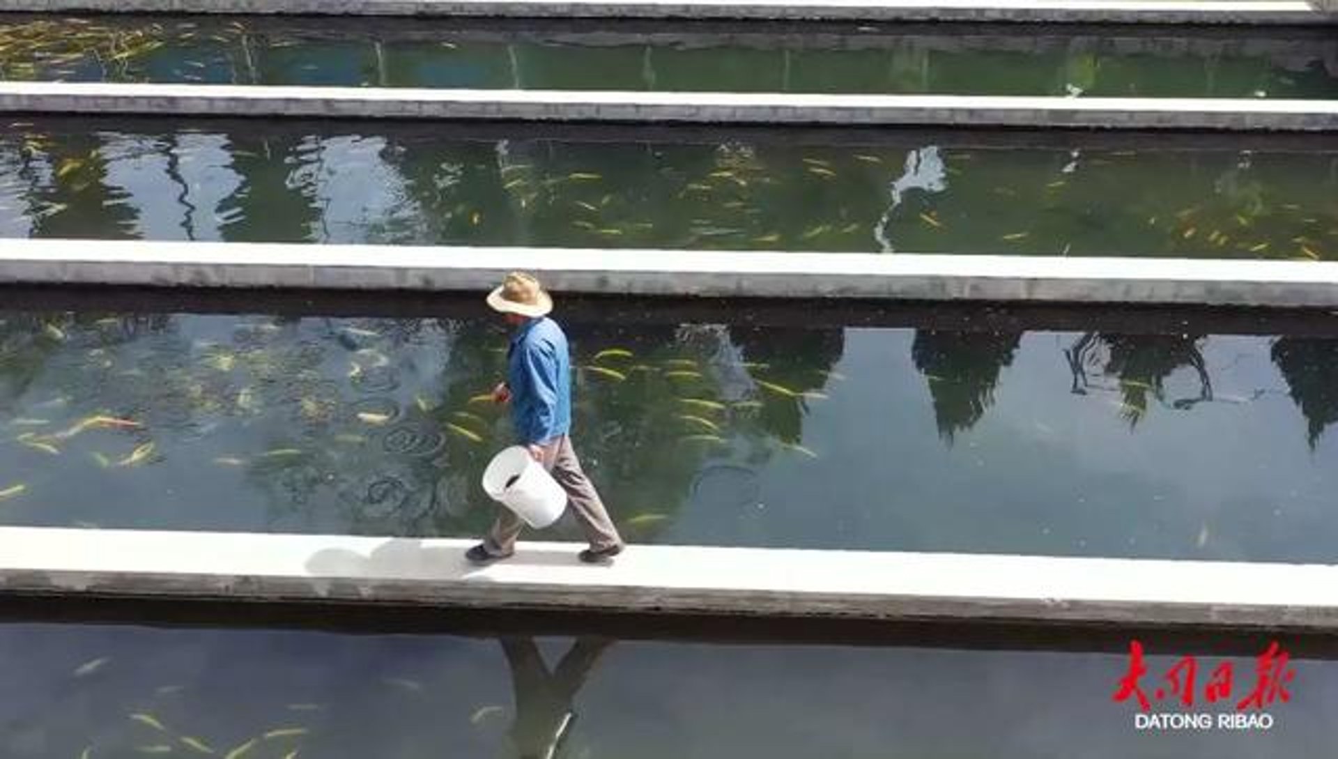 怀宁生猪养殖产业的蓬勃发展